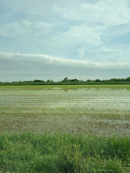 French organic red rice from the Camargue